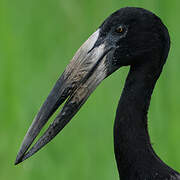 African Openbill