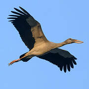 Asian Openbill