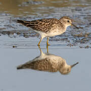 Long-toed Stint