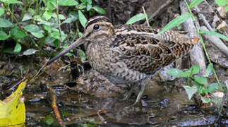 Pin-tailed Snipe