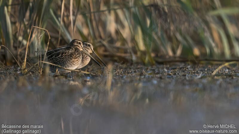 Common Snipe