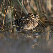 Common Snipe