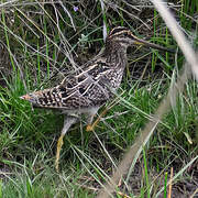 Madagascar Snipe