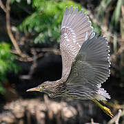 Black-crowned Night Heron