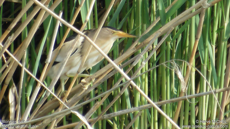 Little Bittern