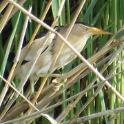 Little Bittern