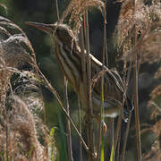 Little Bittern