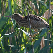 Little Bittern