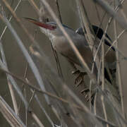 Little Bittern