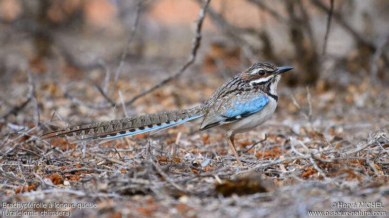 Long-tailed Ground Rolleradult