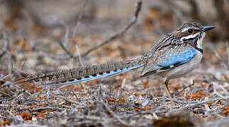 Long-tailed Ground Roller