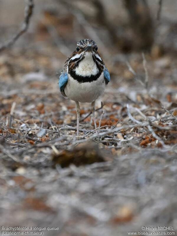 Long-tailed Ground Roller