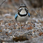 Long-tailed Ground Roller