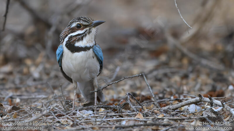 Long-tailed Ground Rolleradult