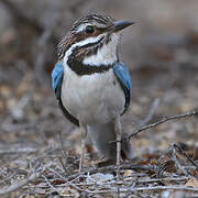 Long-tailed Ground Roller