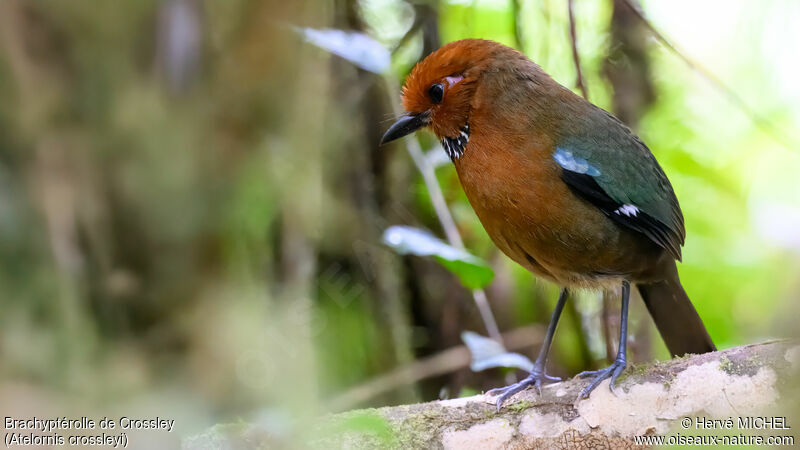 Rufous-headed Ground Rolleradult