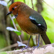 Rufous-headed Ground Roller