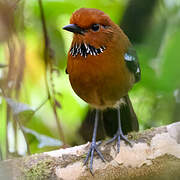 Rufous-headed Ground Roller