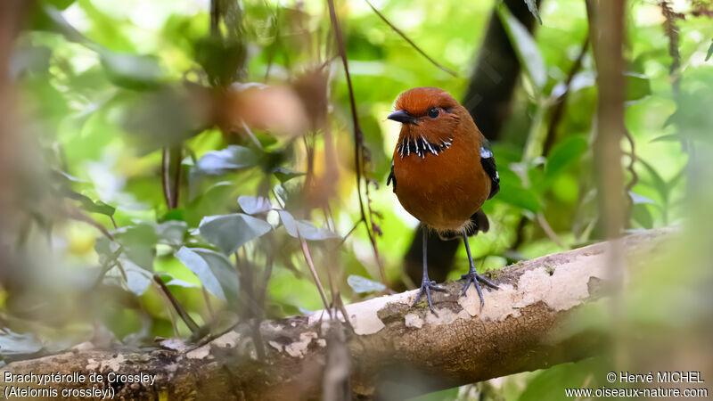 Rufous-headed Ground Rolleradult