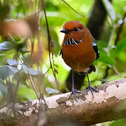 Rufous-headed Ground Roller