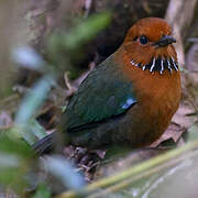 Rufous-headed Ground Roller