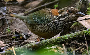 Scaly Ground Roller