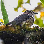 Short-legged Ground Roller