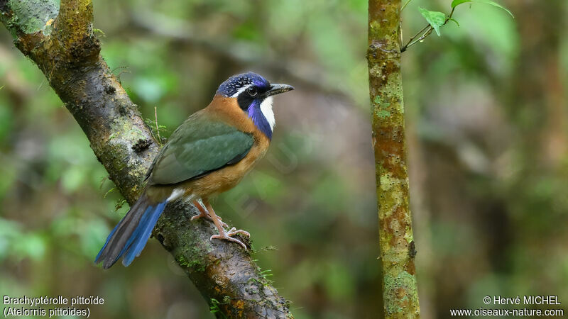 Pitta-like Ground Roller