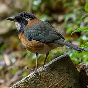 Pitta-like Ground Roller