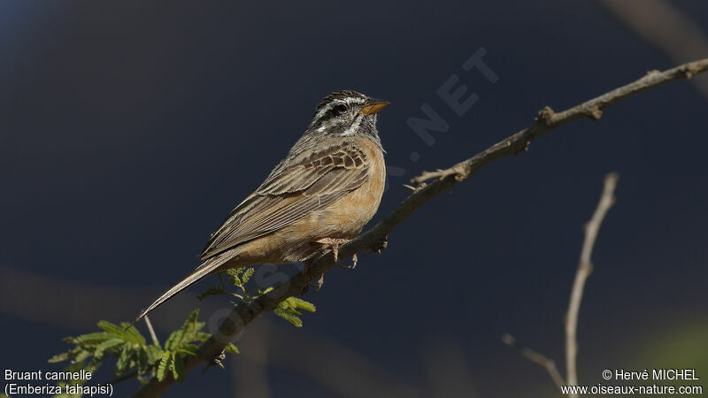 Cinnamon-breasted Bunting