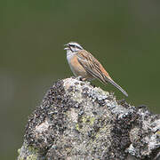 Rock Bunting