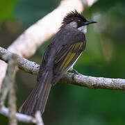 Bulbul à ailes vertes