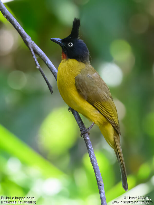 Black-crested Bulbul