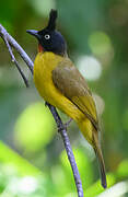 Bulbul à huppe noire