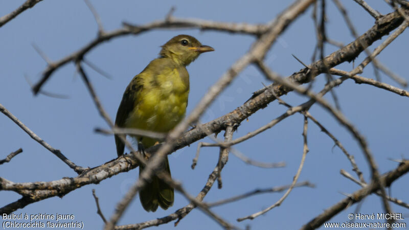 Yellow-bellied Greenbul