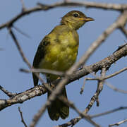 Yellow-bellied Greenbul