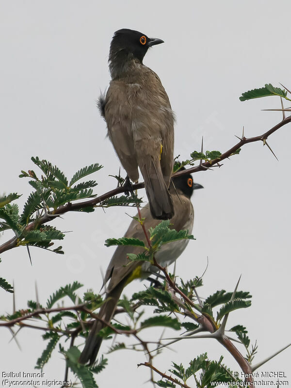 African Red-eyed Bulbul