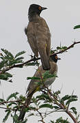 African Red-eyed Bulbul