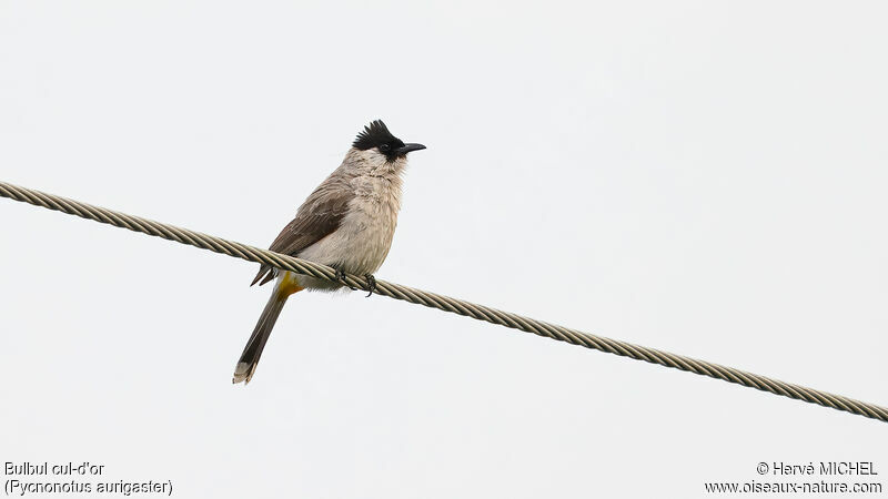 Sooty-headed Bulbul