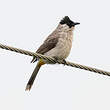 Bulbul cul-d'or