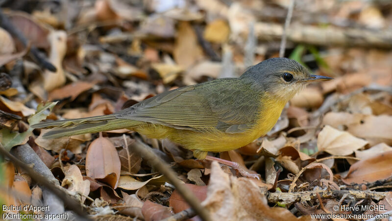 Bulbul d'Appert