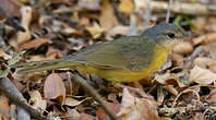 Bulbul d'Appert