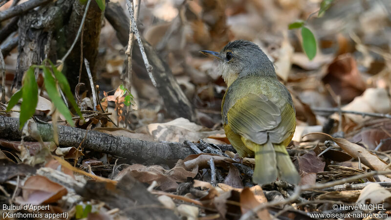 Bulbul d'Appert