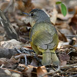 Bulbul d'Appert