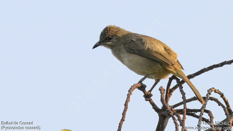 Streak-eared Bulbul