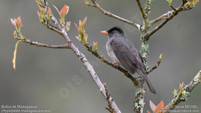 Bulbul de Madagascar