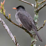 Bulbul de Madagascar