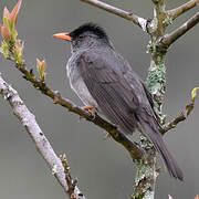 Malagasy Bulbul