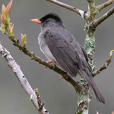 Bulbul de Madagascar