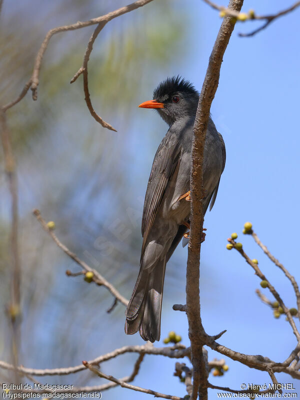 Bulbul de Madagascar